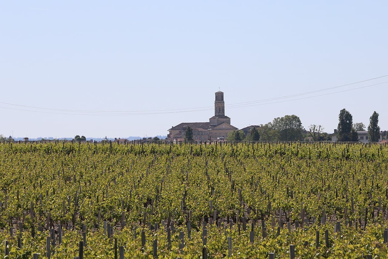 Wijngaarden bij Pauillac met de kerktoren in de verte