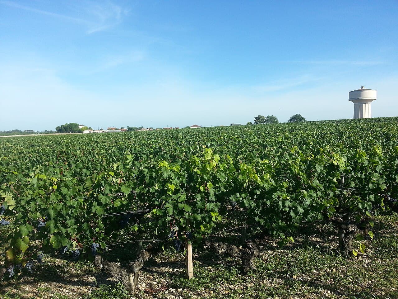 Wijngaarden bij Haut-Brion in Pessac