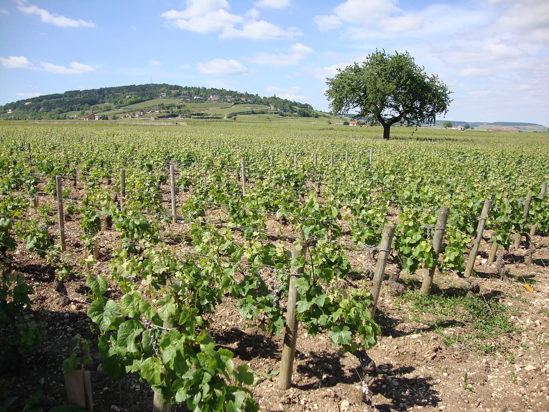 Wijngaarden bij Beaune
