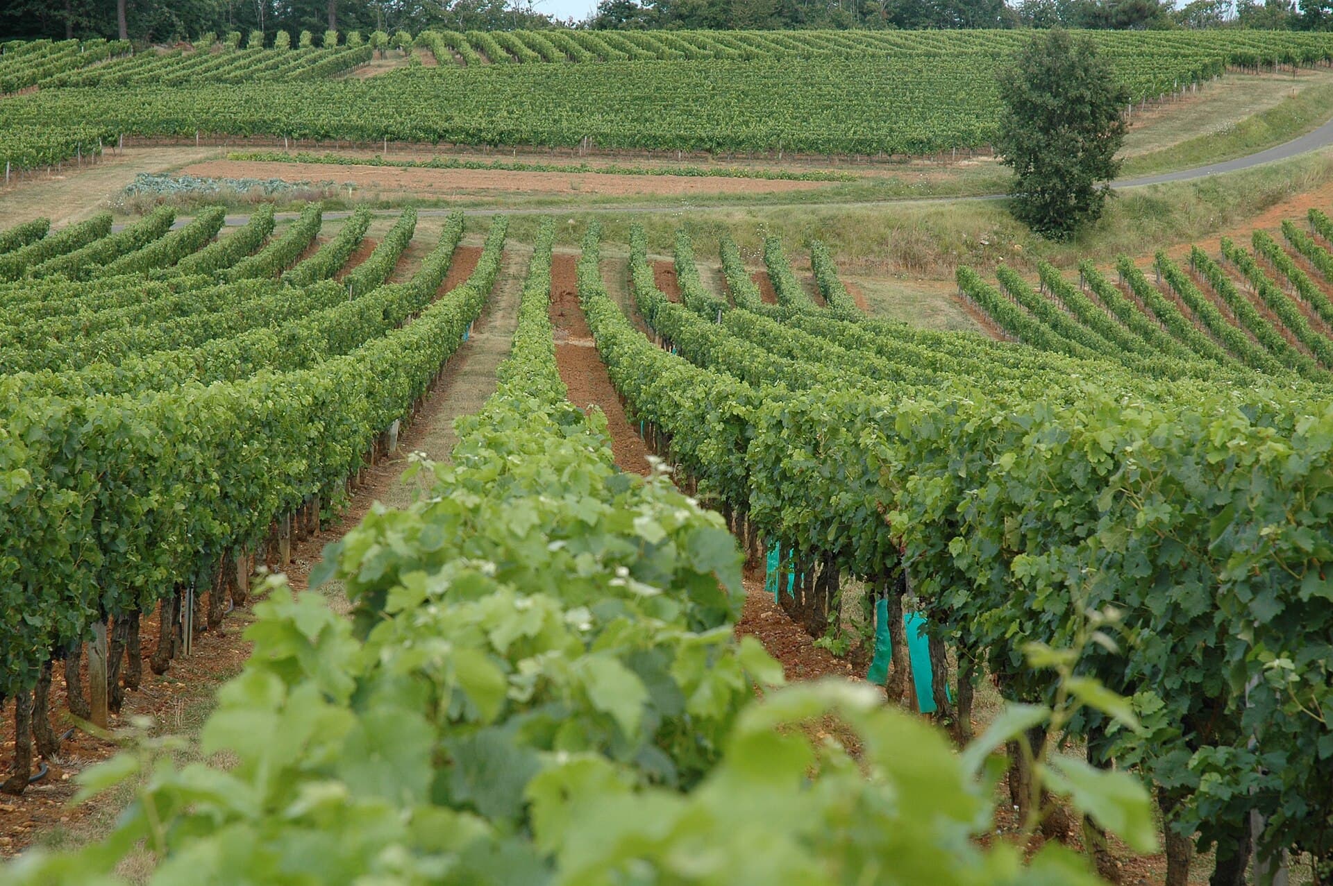 Wijngaarden in het gebied van Cahors