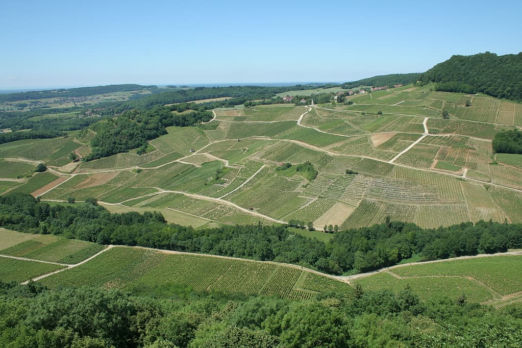 Wijngaarden onder Château-Chalon in de Jura