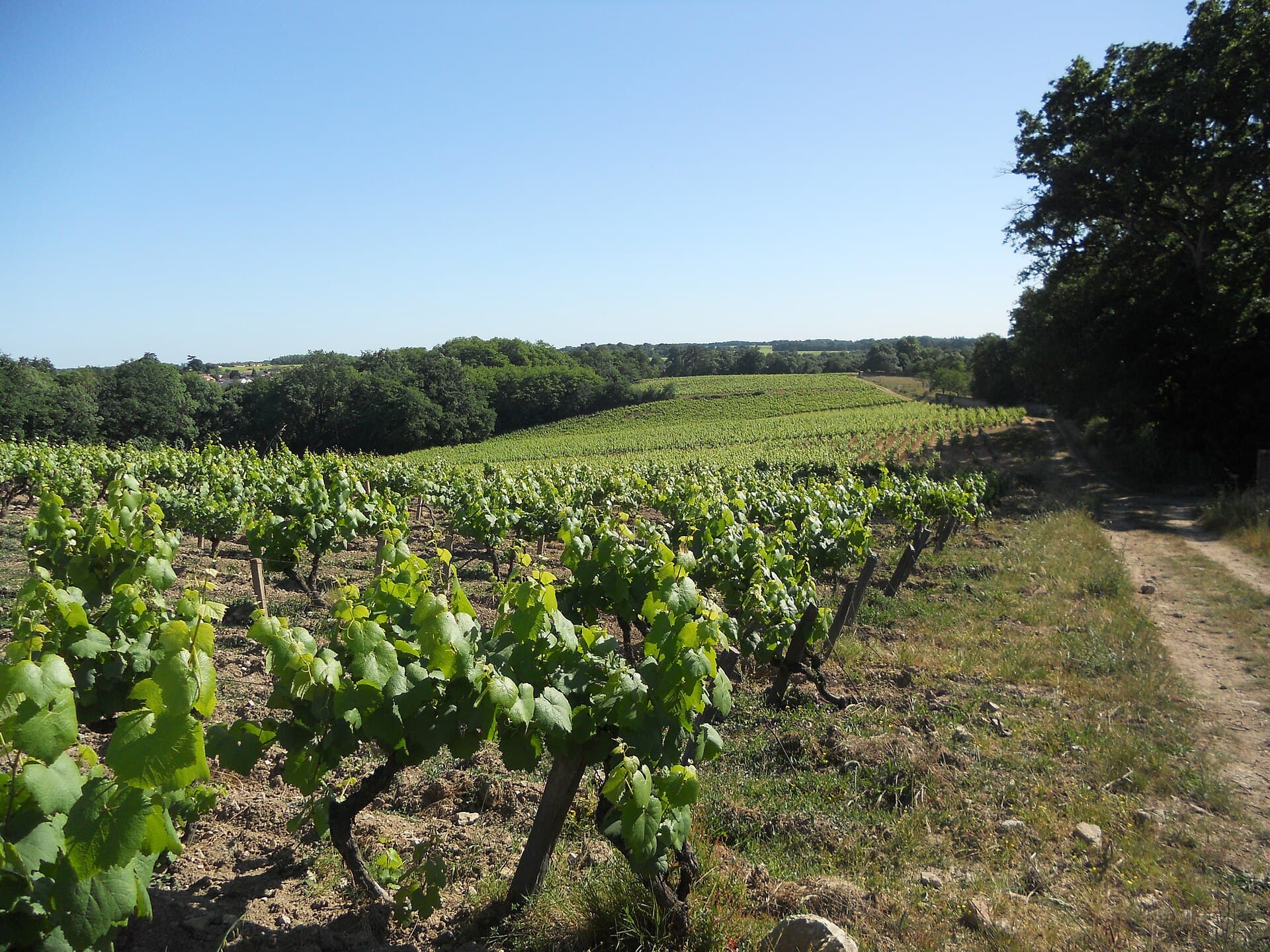 Wijngaard van melon de Bourgogne in het Nantais