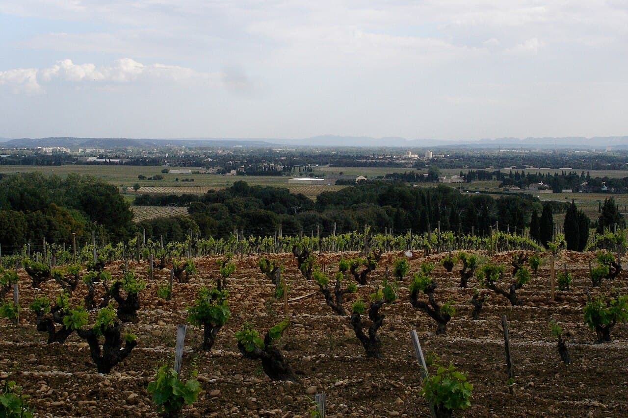Wijngaarden bij Châteauneuf-du-Pape