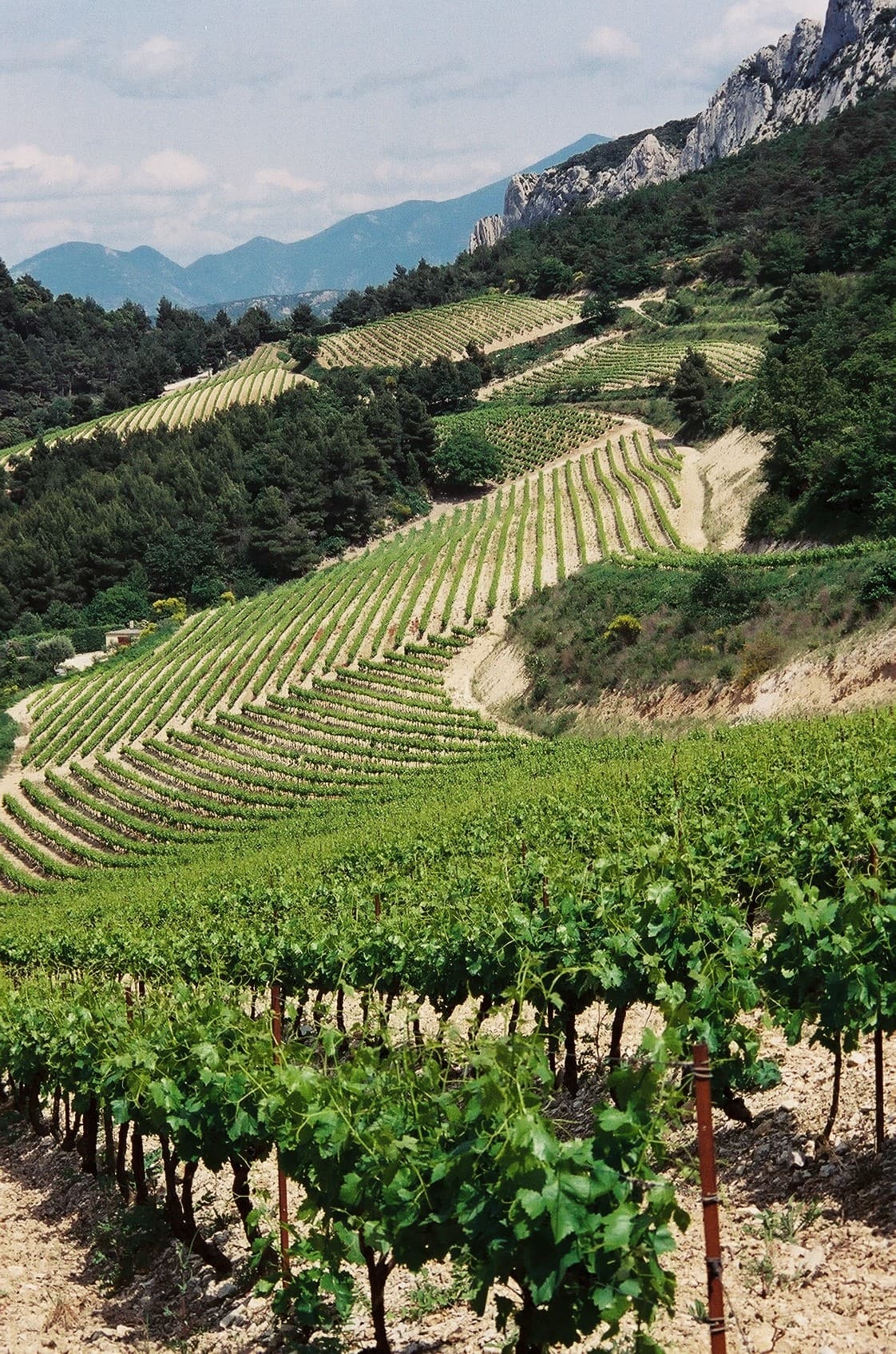 Wijngaarden van Gigondas bij de Dentelles de Montmirail
