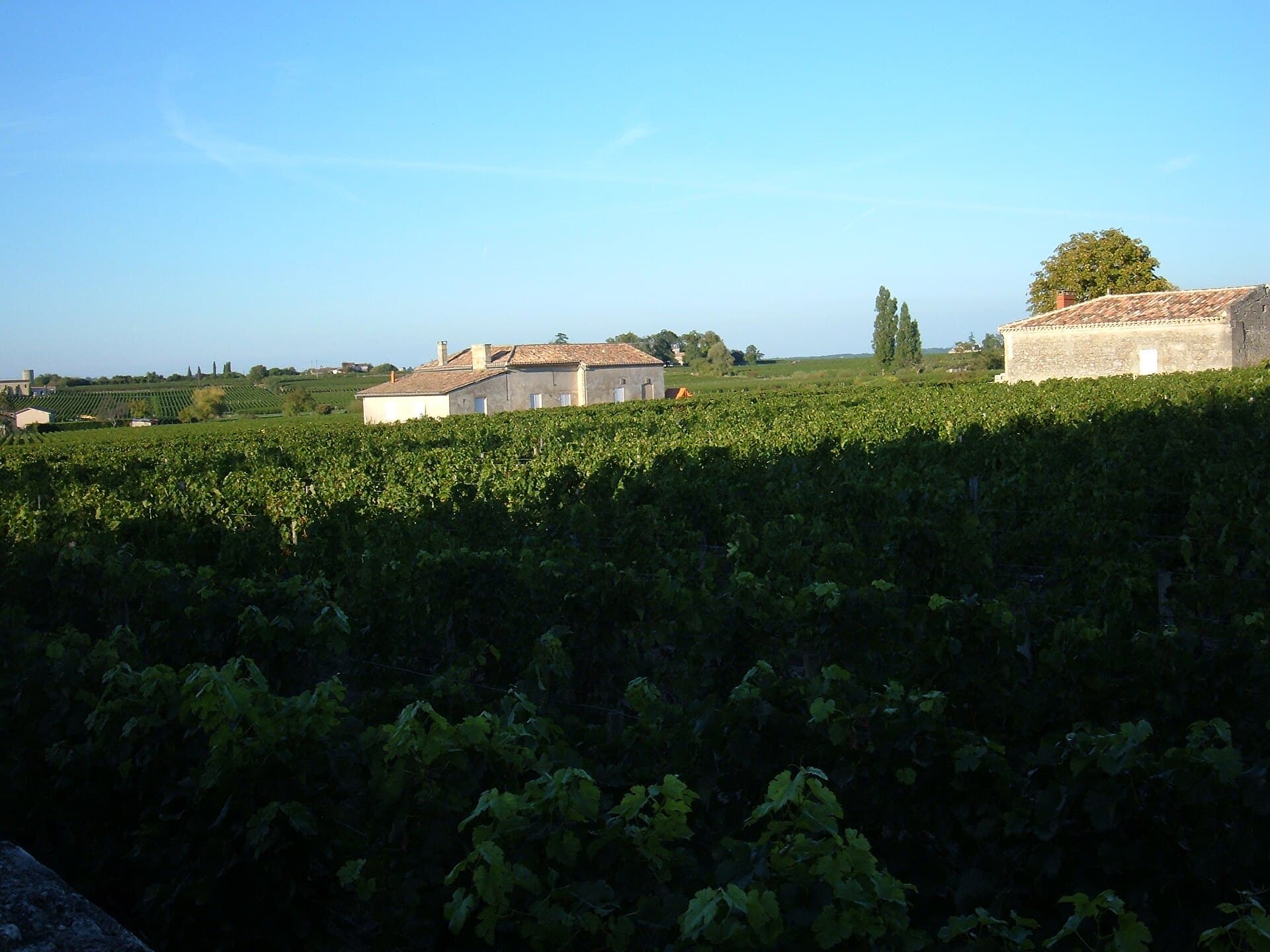 Wijngaarden rond Saint-Émilion