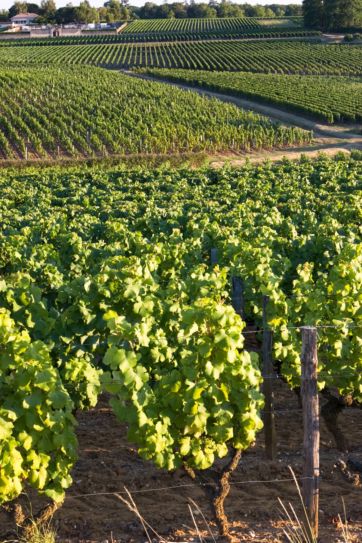 Dorp en wijngaarden van Sauternes
