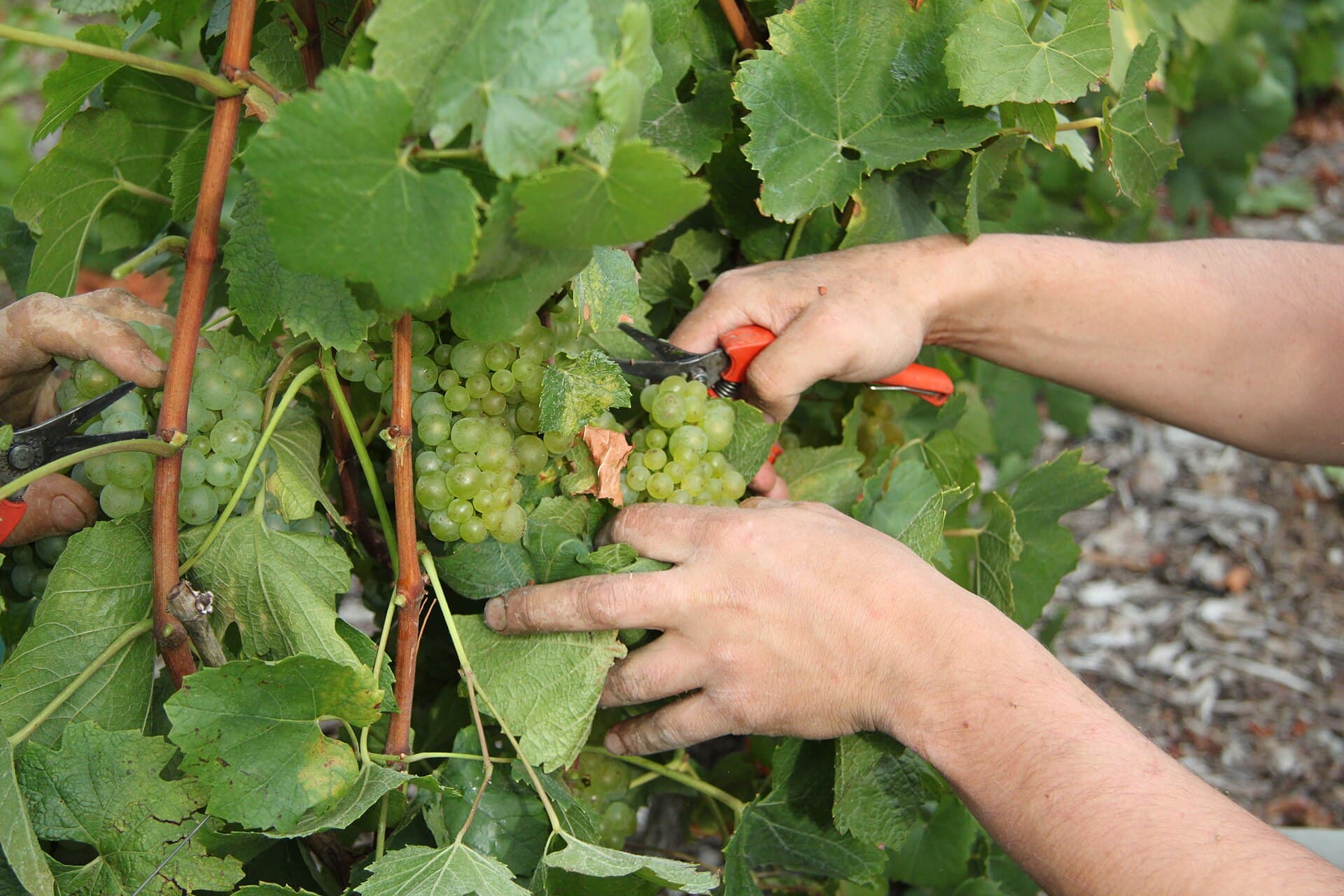 Handen knippen een tros chardonnaydruiven tijdens de oogst in Avize