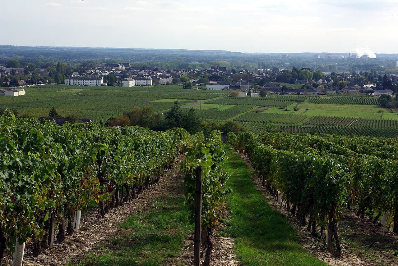 Landschap en wijngaarden bij Bourgueil