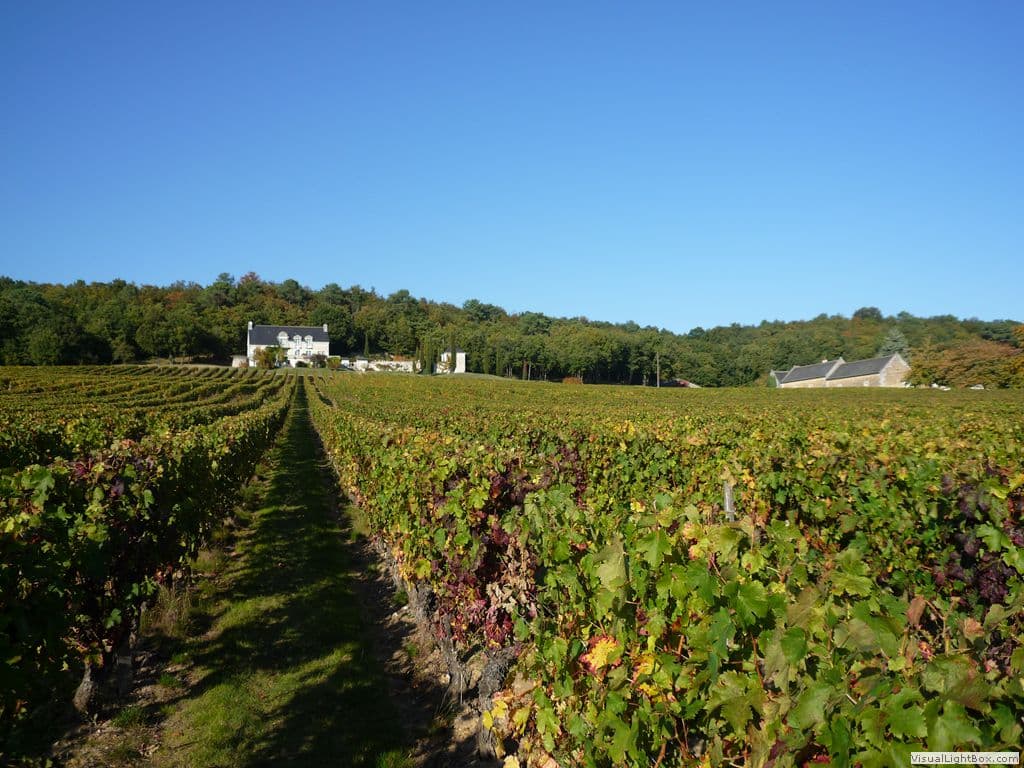 Rijen wijnstokken in de appellation Chinon