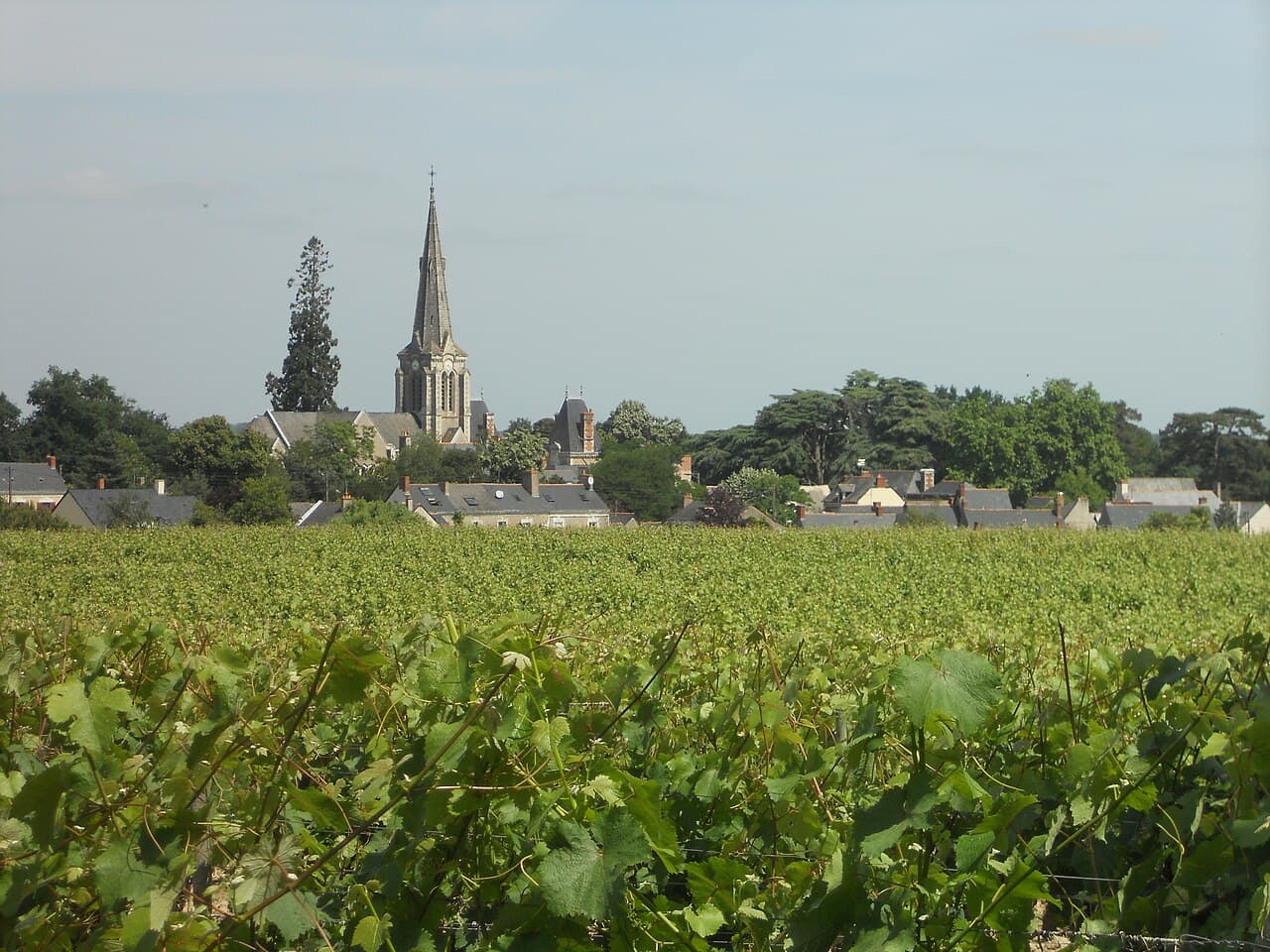 Wijngaarden rond het dorp Savennières