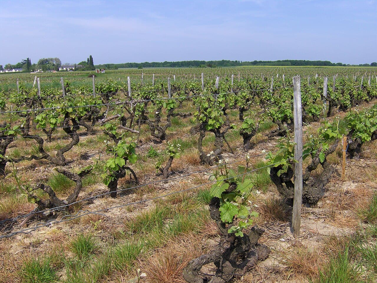 Wijnstokken in een wijngaard van Vouvray