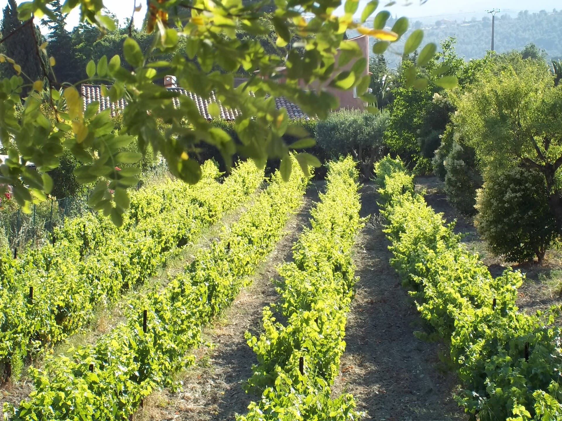Wijngaarden bij Cassis